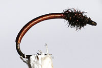 Nymph copper 